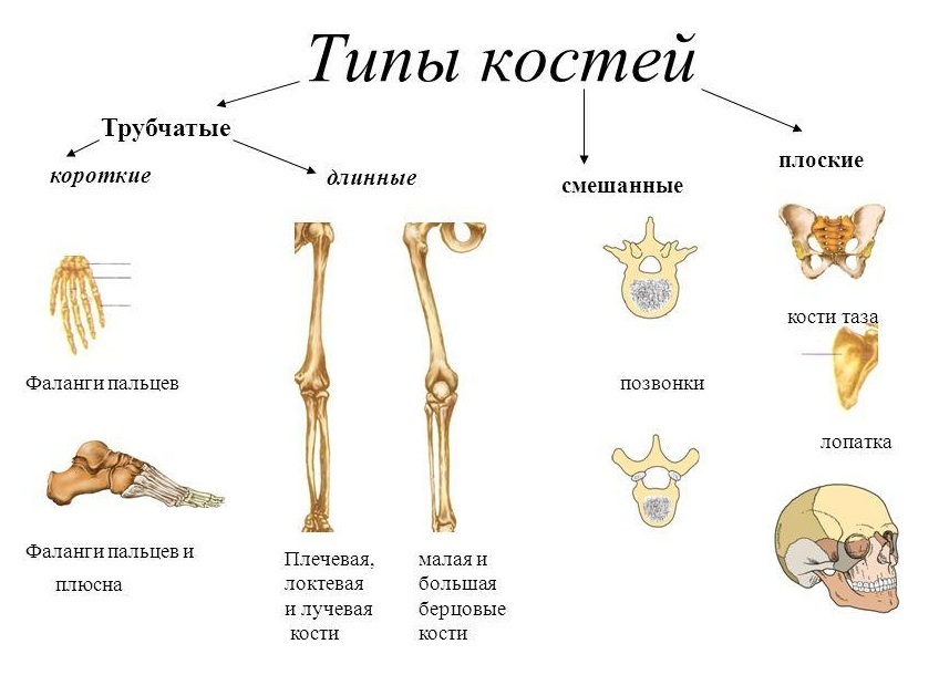 Схема костей человека