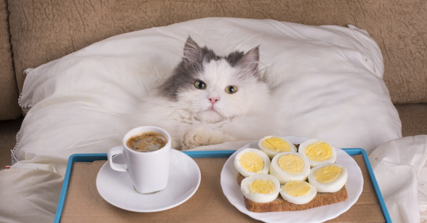 Котики смешные доброе утро