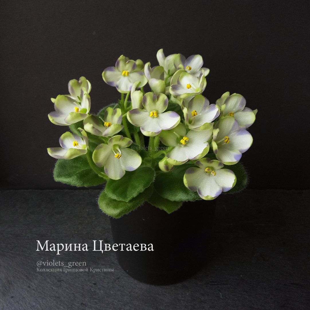 Сортовые фиалки в Челябинске