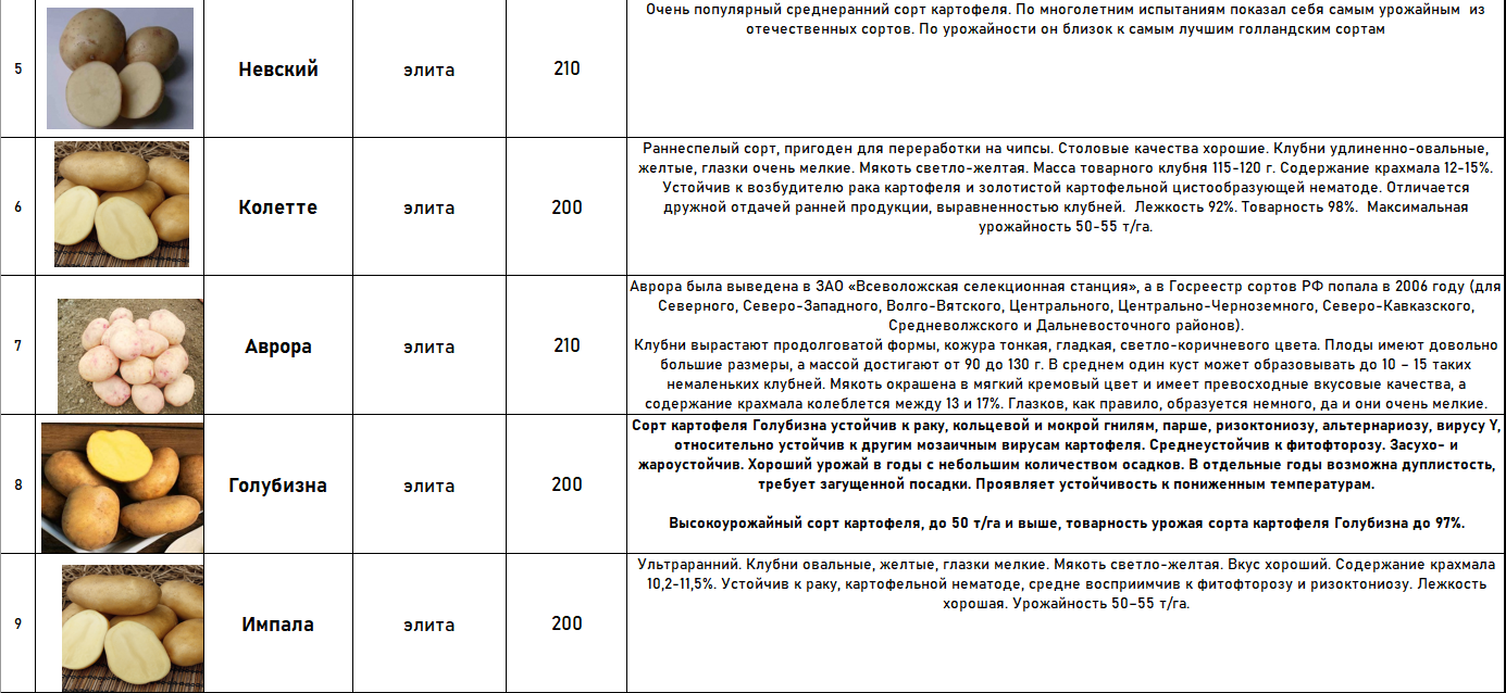 Купить Семена Картофеля В Беларуси Самохваловичи Цена