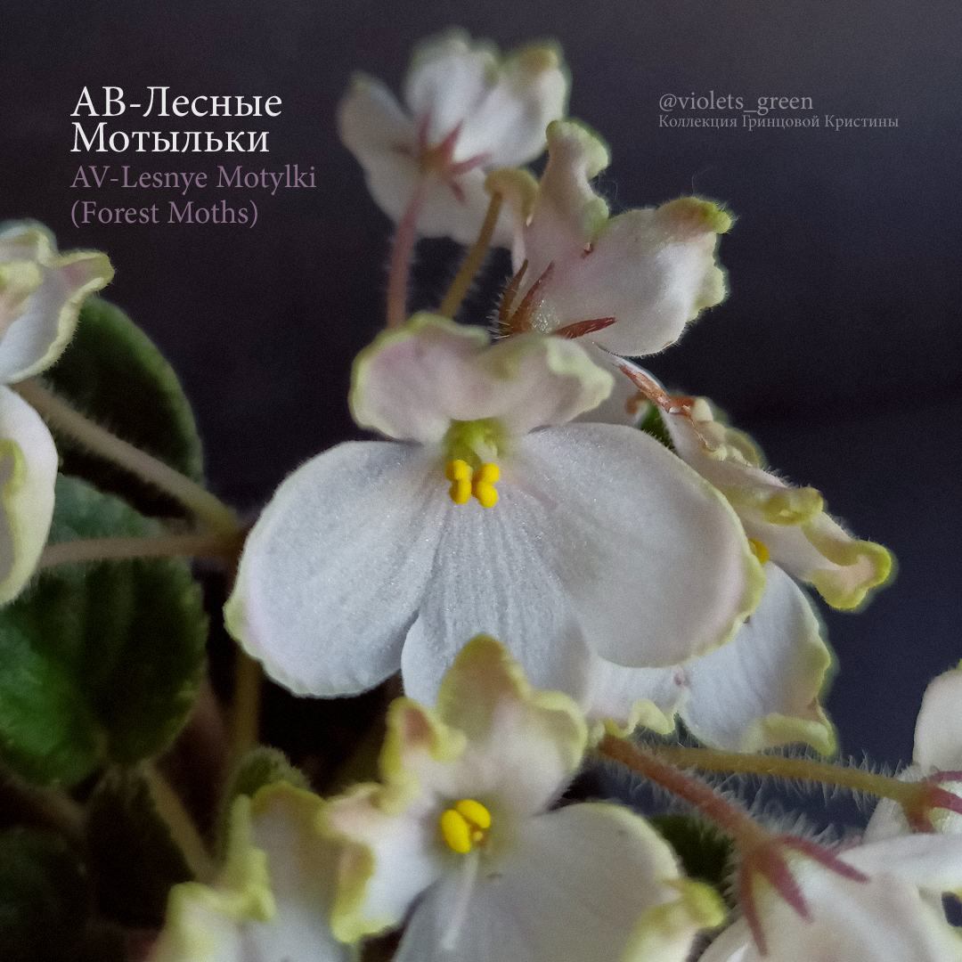 Сортовые фиалки в Челябинске