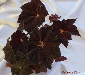 бегония Autumn Fire rhizo [hyb]