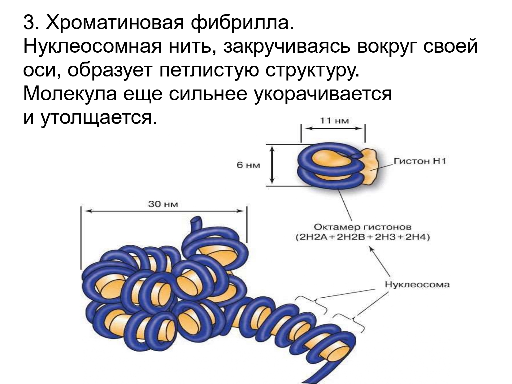 Уровни днк. Нуклеосомная фибрилла. Нуклеосомная нить строение. Элементарные хроматиновые фибриллы. Строение ДНК фибриллы.