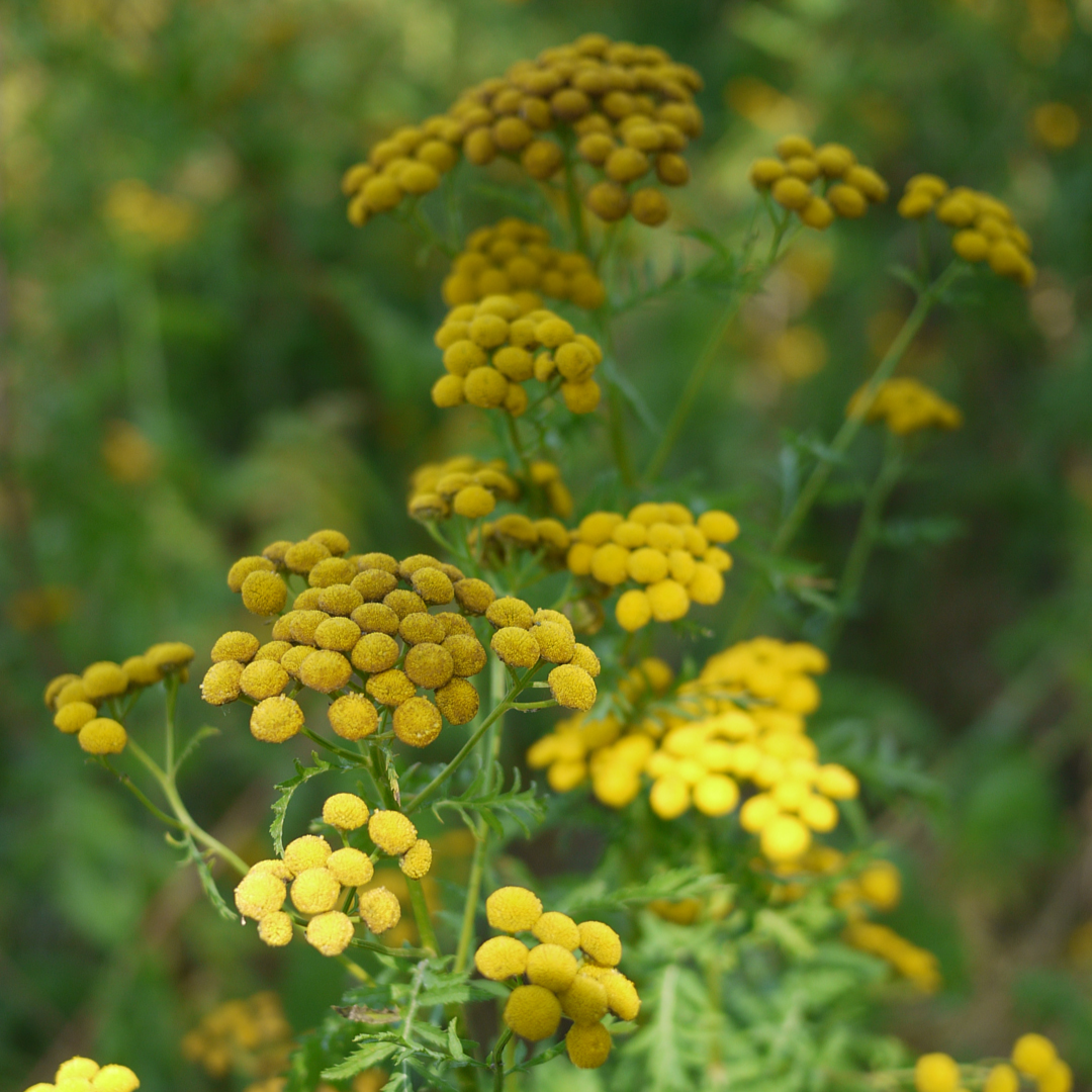 Трава спб. Пижма обыкновенная (Tanacetum vulgare). Дикорастущие растения в Санкт Петербурге. Питер трава. Сытень растение СПБ.