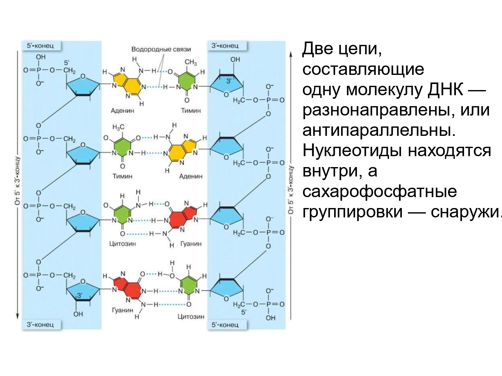 Известно что комплементарные цепи нуклеиновых кислот антипараллельны