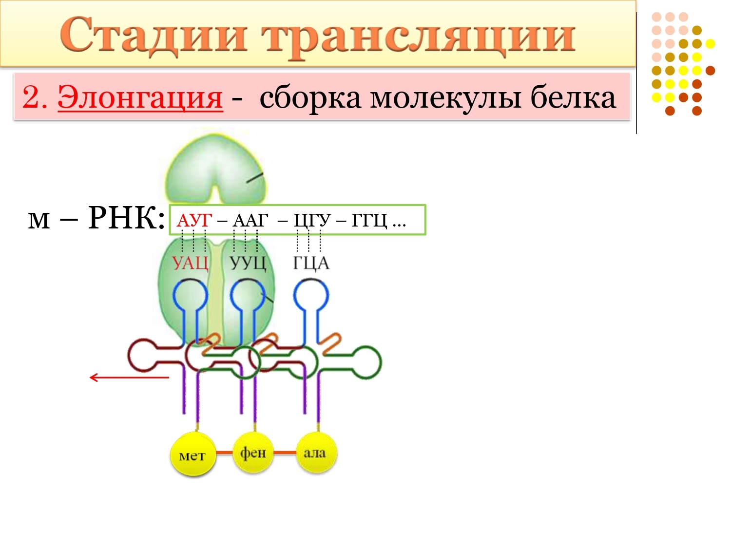 Синтез полипептидной. Синтез белка трансляция этапы. Этапы биосинтеза белка схема биохимия. Этапы трансляции биосинтеза белка. Элонгация синтеза белка.