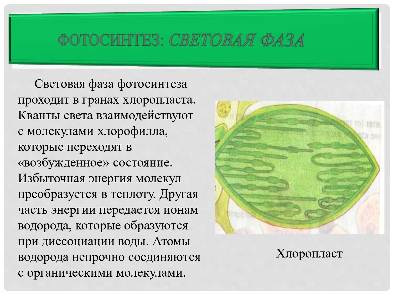 Русский ученый впервые значение хлорофилла для фотосинтеза. Фотосинтез 6 класс биология хлоропласты. Клетки хлорофилла фотосинтез. Хлорофилл пигмент хлоропластов. Фотосинтез схема.