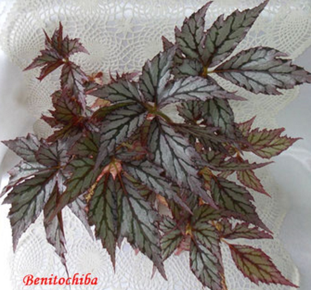 бегония Benitochiba (Misono) rex [hyb]