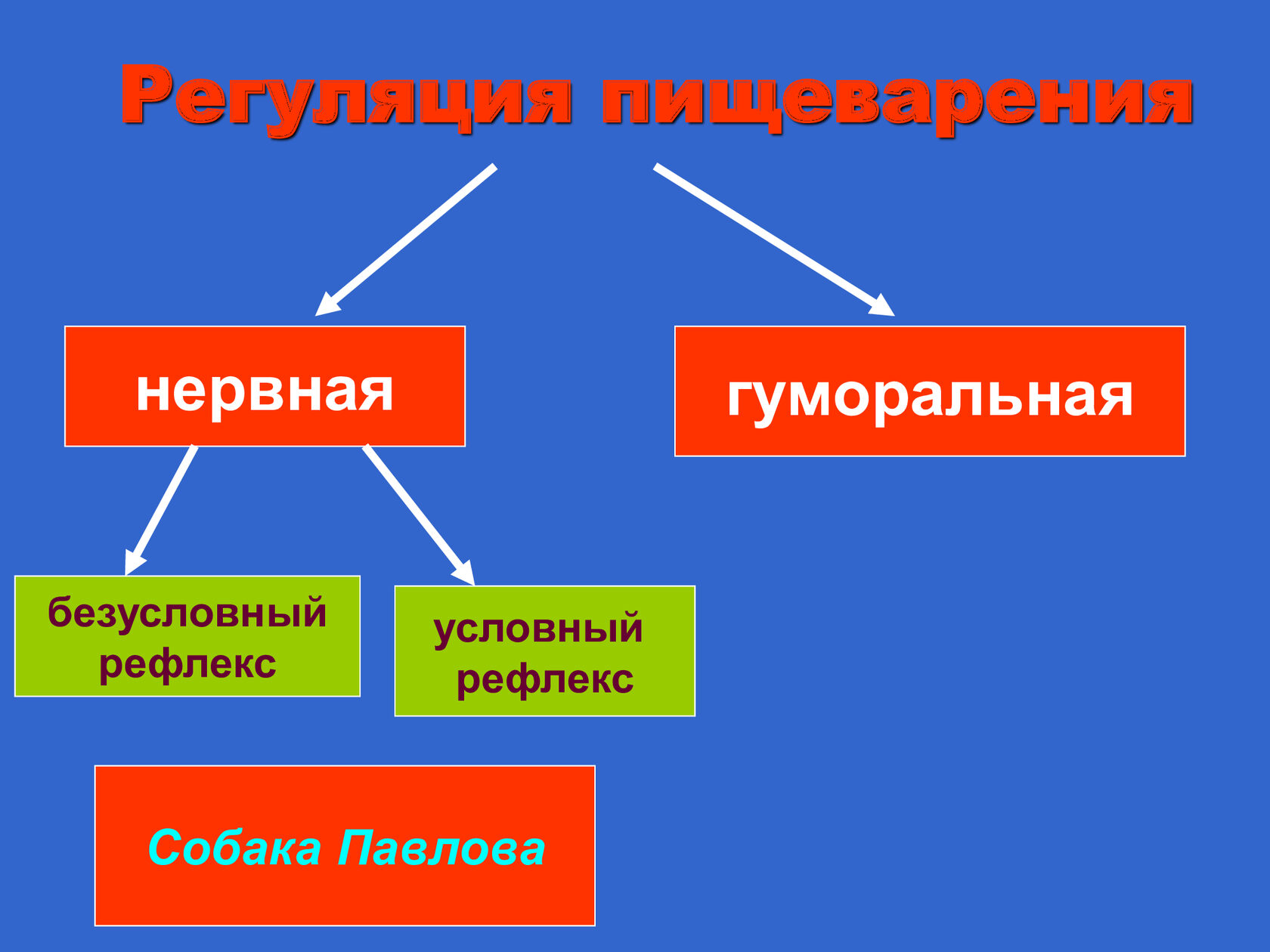 Регуляция пищеварения. Схема нервной и гуморальной регуляции пищеварения. Нервная регуляция пищеварения схема. Гуморальная регуляция пищеварения схема. Нервная и гуморальная регуляция пищеварительной системы.