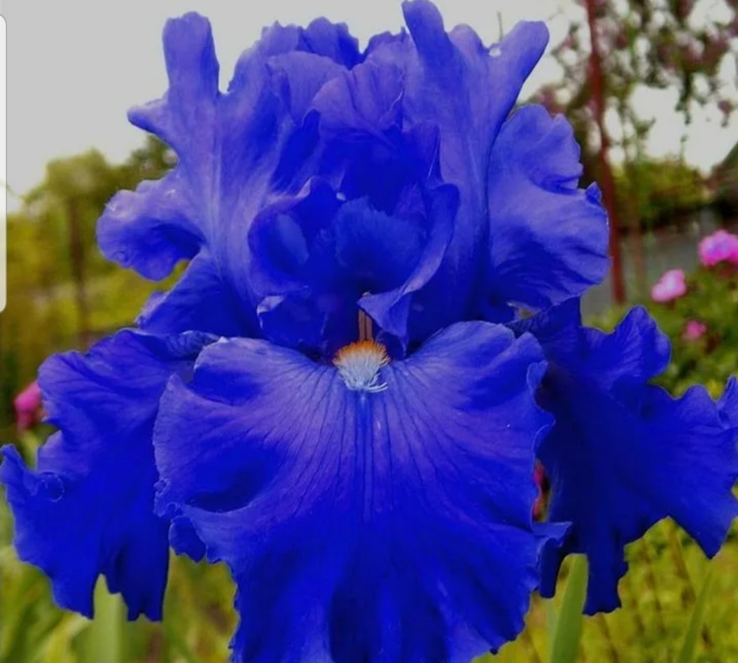 Iris 1. Ирис бухарский. Ирис блю уайт. 6 4. Ирис ализес.