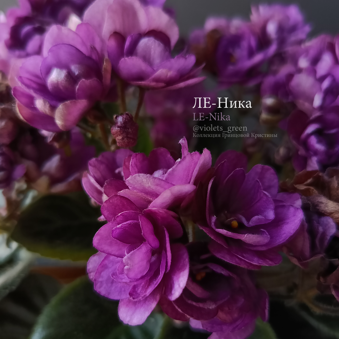 Сортовые фиалки в Челябинске