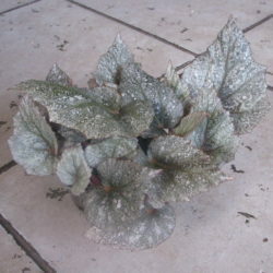 Бегония rex Yukon Frost.