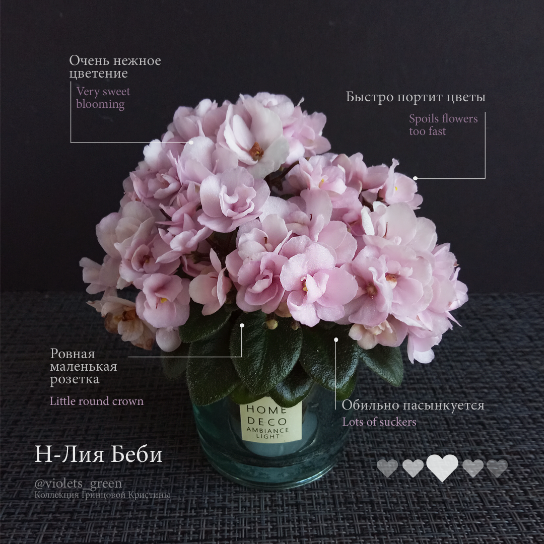 Сортовые фиалки в Челябинске