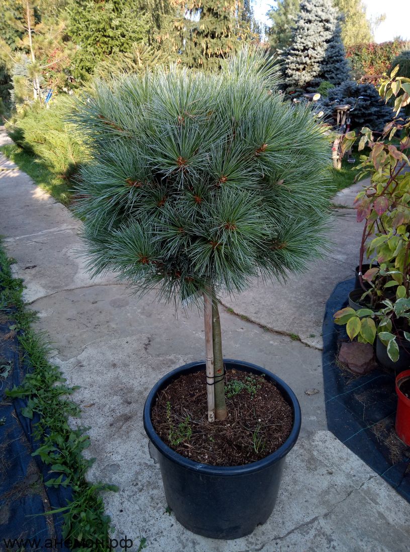 Сосна Веймутова Pinus strobus
