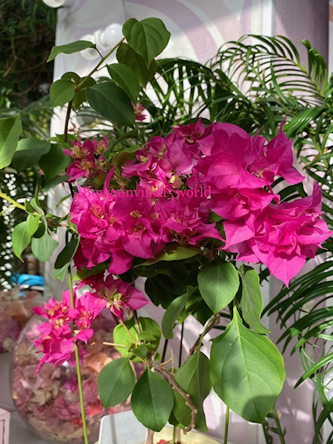 Бугенвиллия начало цветения. Бугенвиллия double pink. Бугенвиллия алабама сансет. Бугенвиллия пересадка. Бугенвиллия panda.