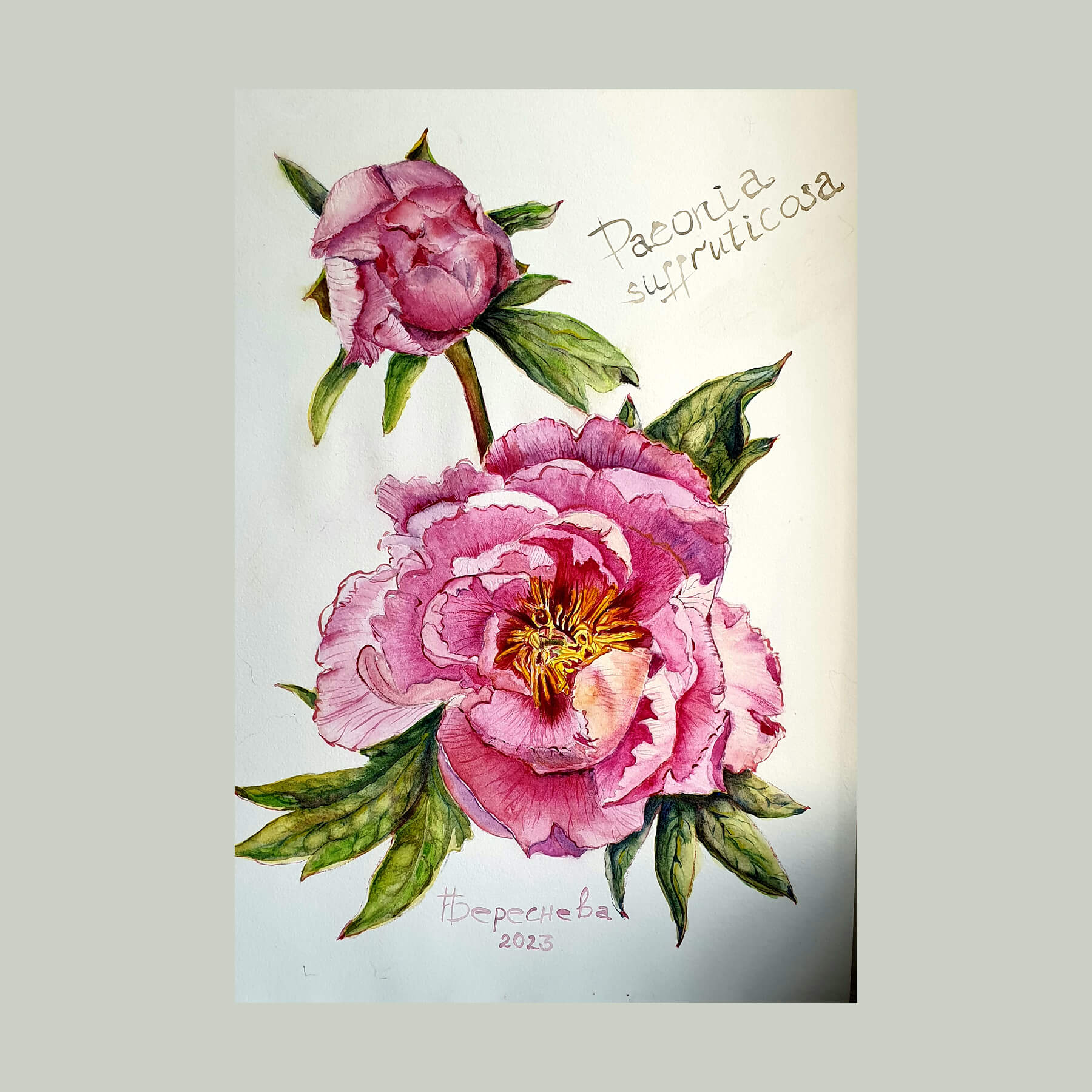 Наталия Береснева. Акварель. Paeonia suffruticosa (Пион древовидный)