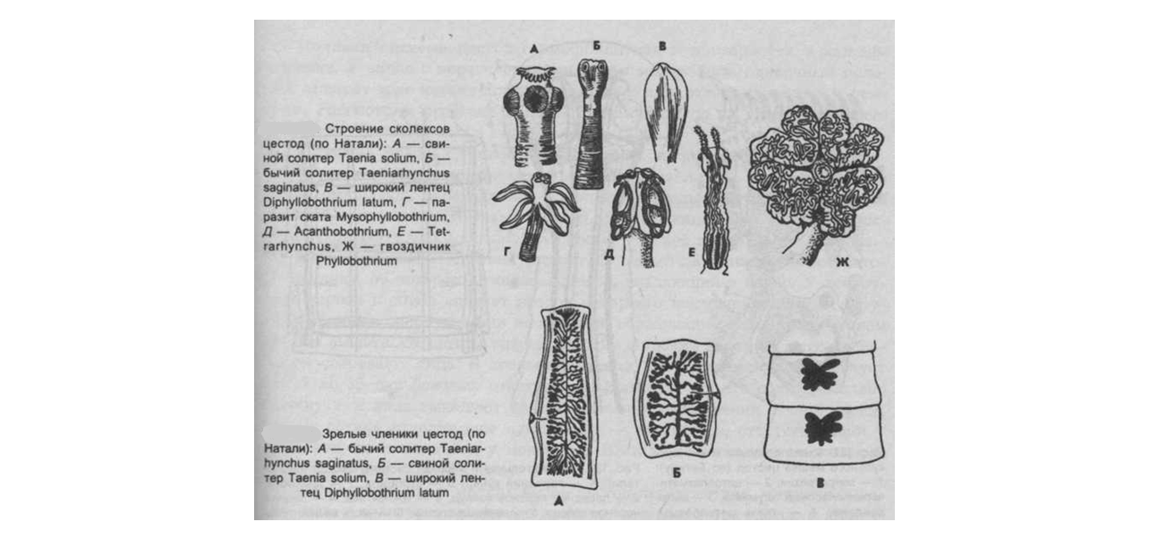 Сколексы цестод. Незрелый членик ленточных червей. Строение сколекса цестод. Зрелые членики ленточных червей. Сколекс широкого лентеца.