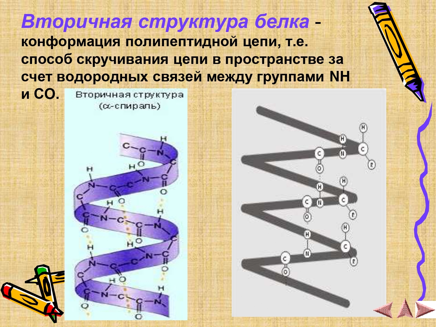 Нативная конформация белков. Конформация полипептидной цепи вторичная структура. Вторичная конформация белка. Вторичная структура белка. Конформация белковых молекул вторичная и третичная структуры.