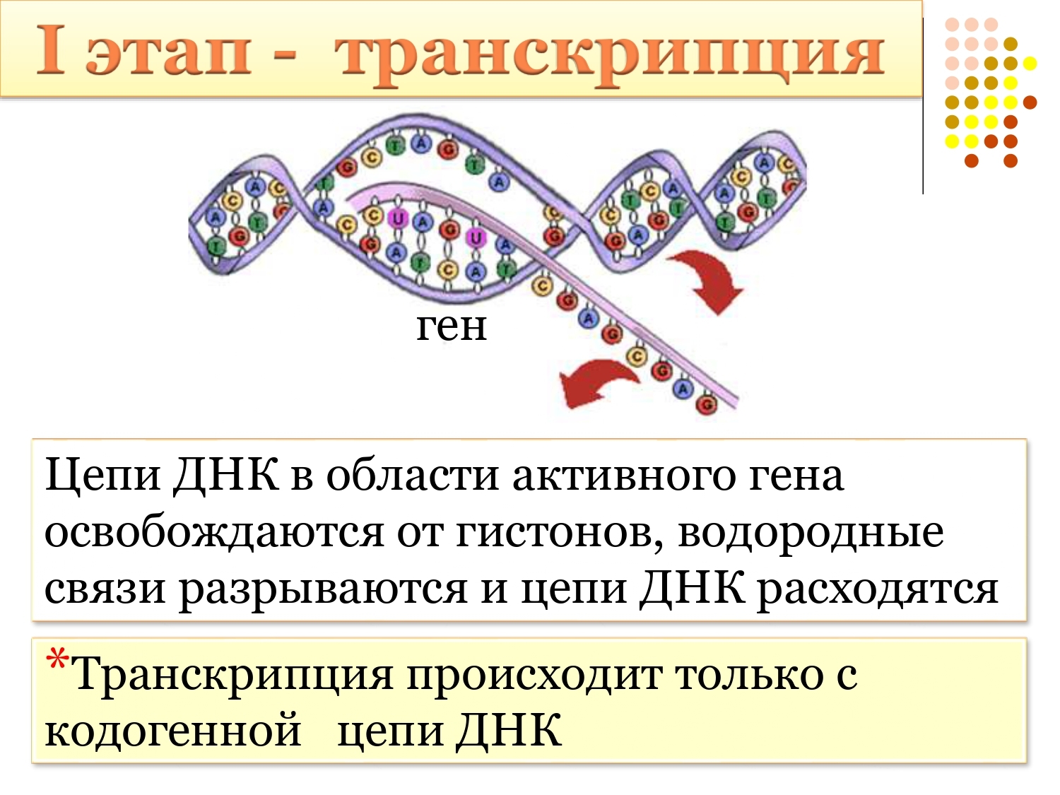 Схема биосинтеза белка транскрипция и трансляция. Транскрипция клетки. Схема процесса транскрипции. Транскрипция клетки. Транскрипция биология 10 класс.