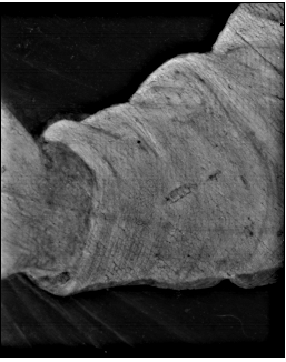 Фрагмент. Макросъемка