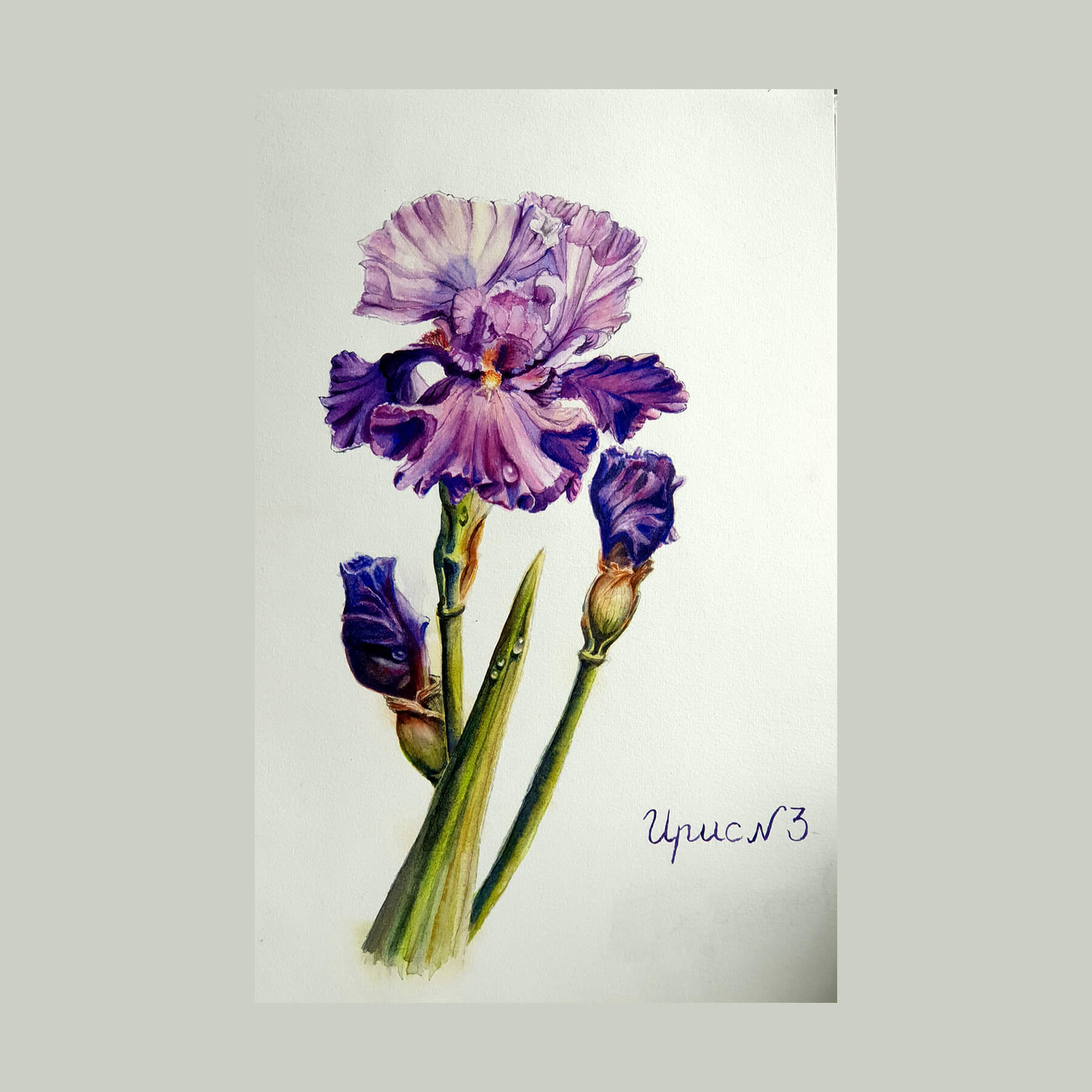 Наталия Береснева. Акварель. Iris germanica (Ирис N3)