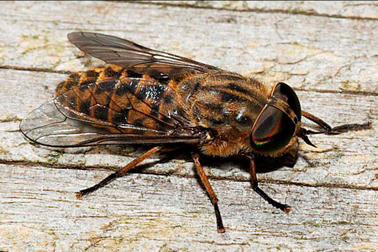 Слепни как защититься на природе. Слепни (Tabanidae). Слепень Tabanus. Слепень Tabanus chrysurus. Слепень рыжеусый.