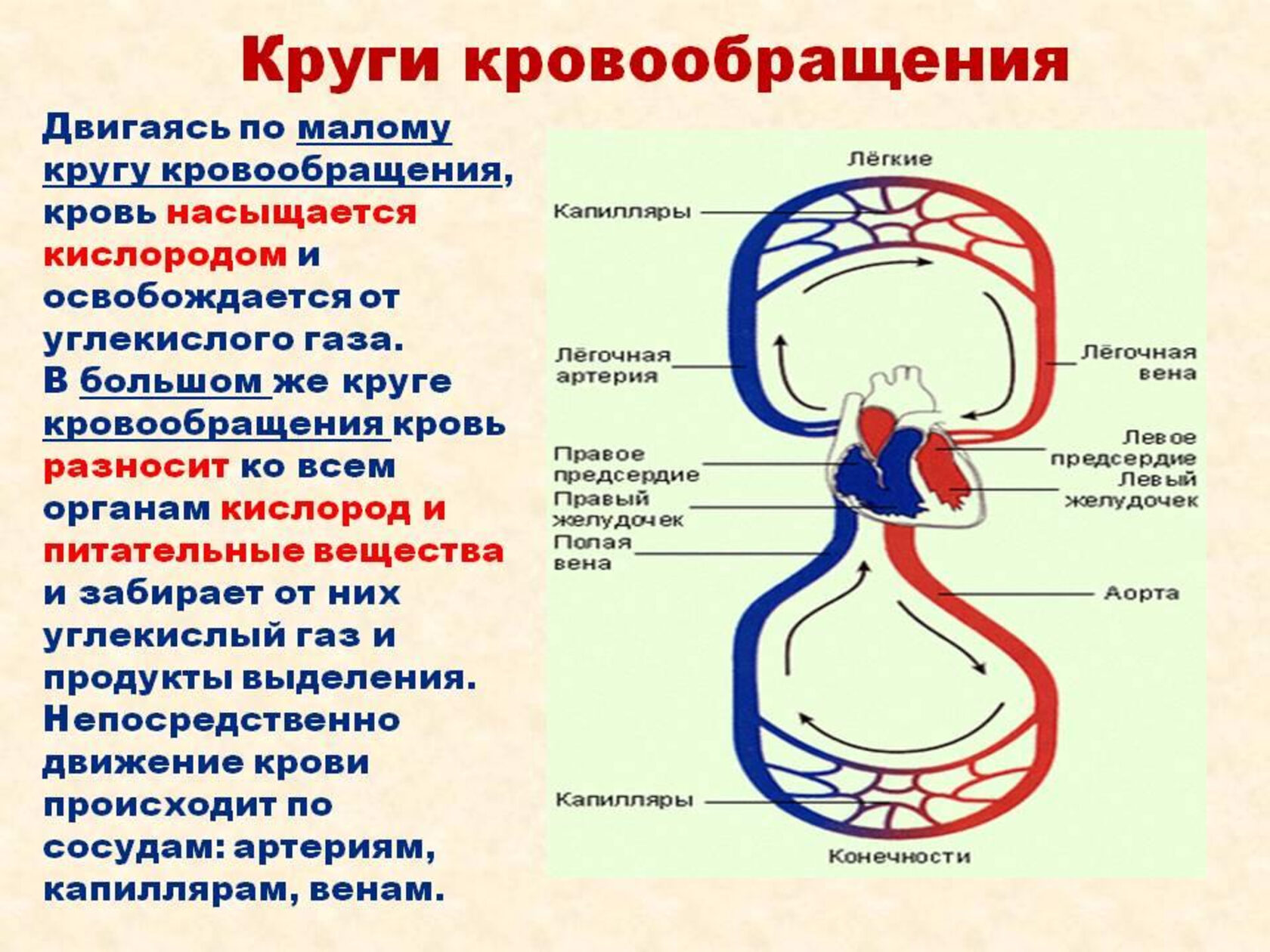 Происходит образование венозной крови из артериальной круг