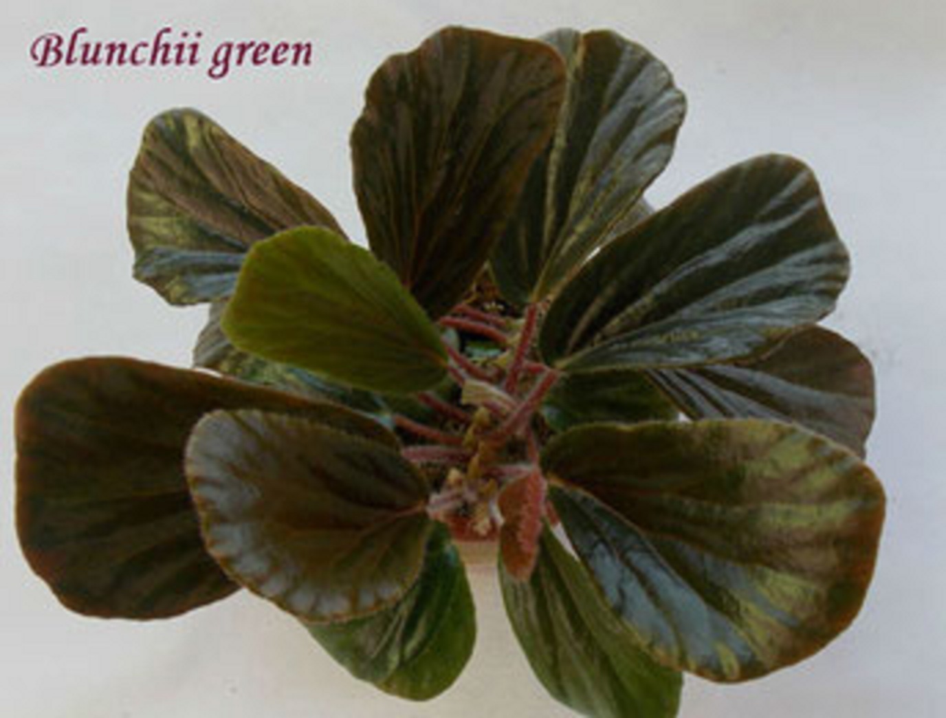 бегония Blunchii green