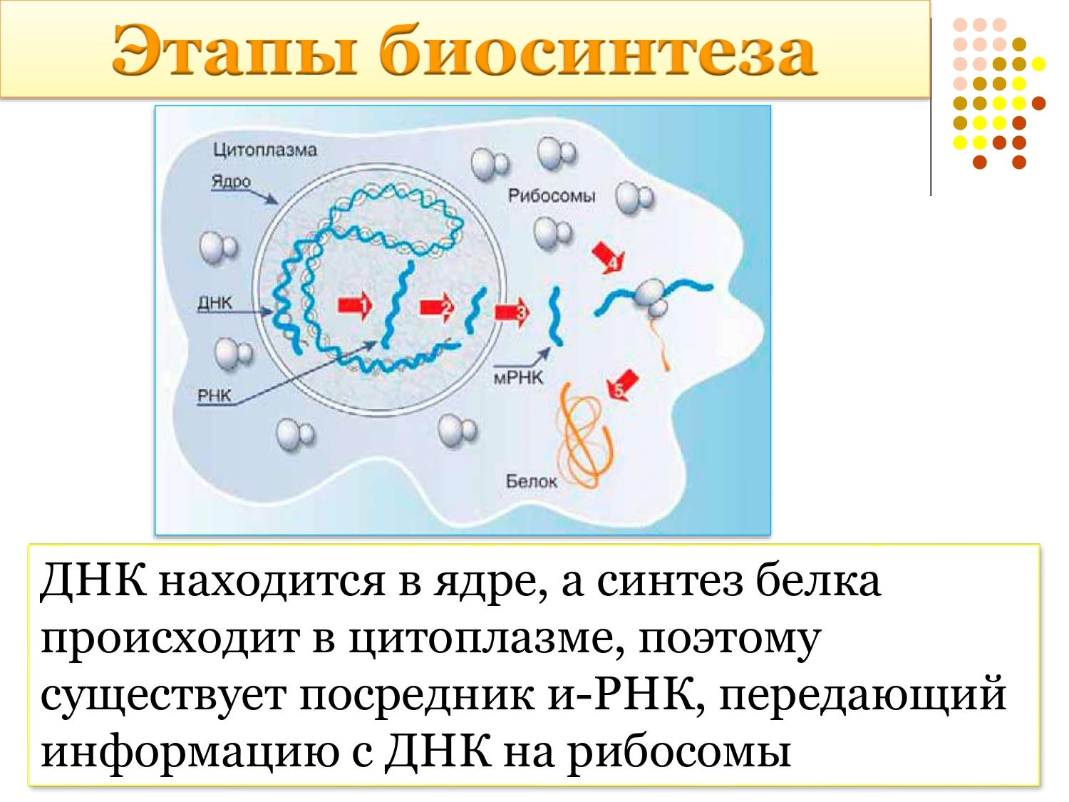 В них происходит процесс синтеза белков. Этапы биосинтеза белка. Синтез белка в цитоплазме. Где происходит Биосинтез белков.