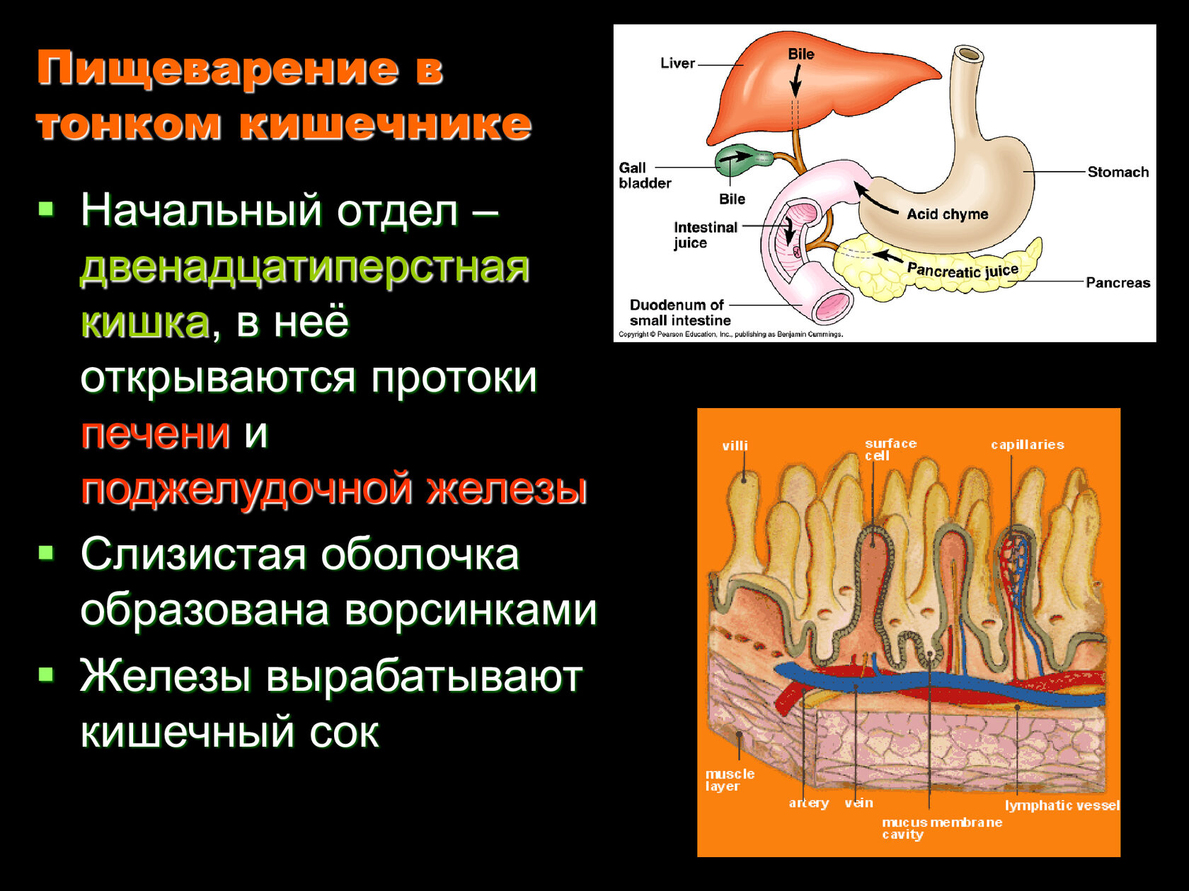 Какие есть пищеварительные железы. Пищеварительные железы тонкого кишечника. Пищеварительные железы и соки в тонком кишечнике. Пищеворителтные желещв. Железы тонкого кишечника строение.
