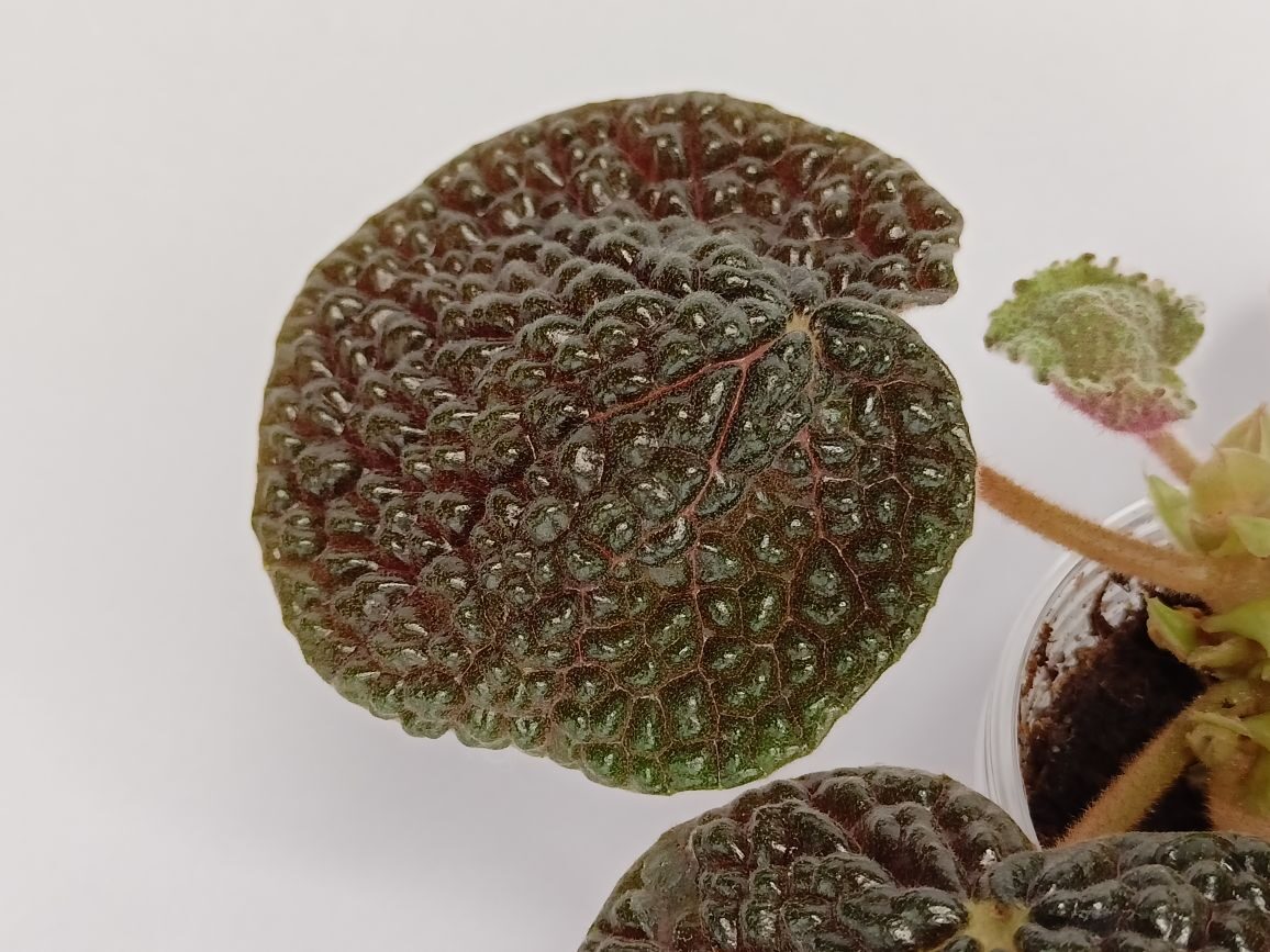 купить бегонию Bulatifolia