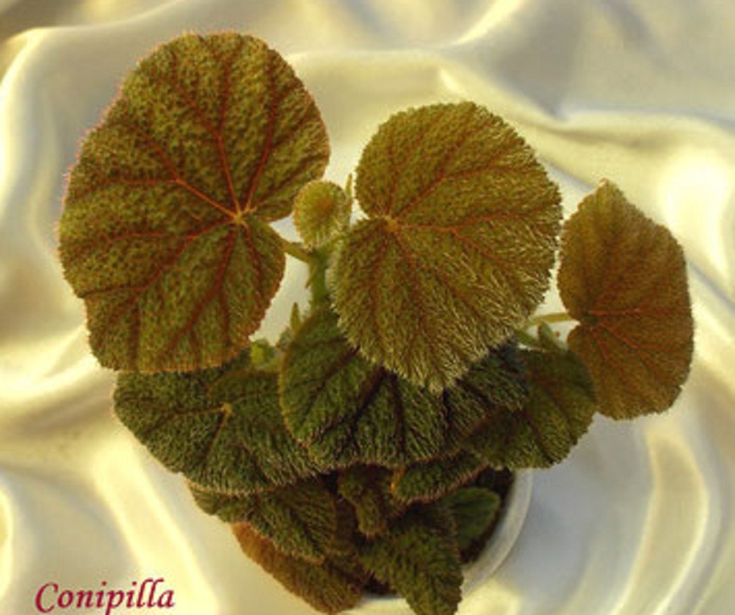 бегония Conipilla rhizo 