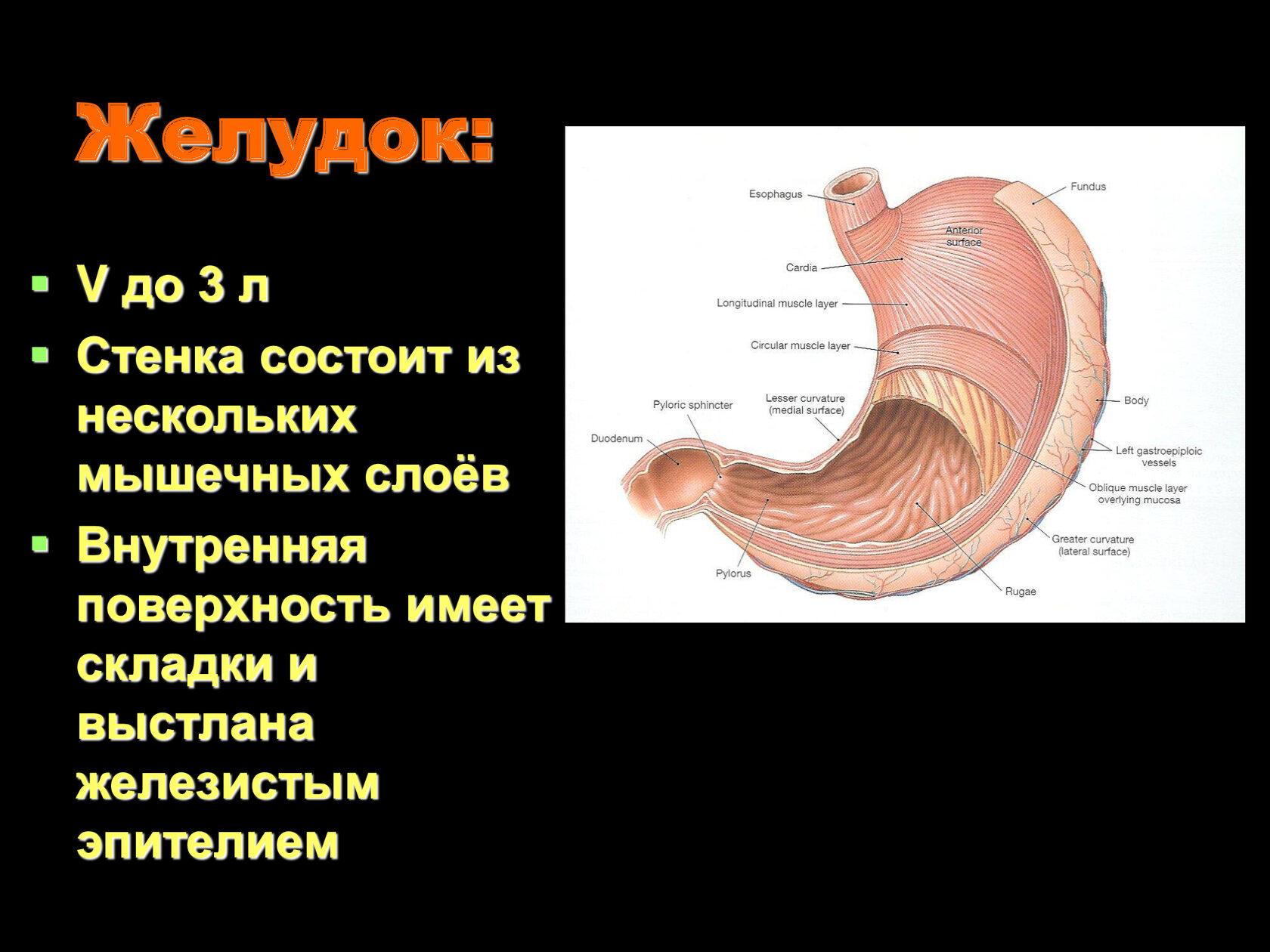 Внутренняя поверхность. Стенка желудка состоит. Мышечная стенка желудка.