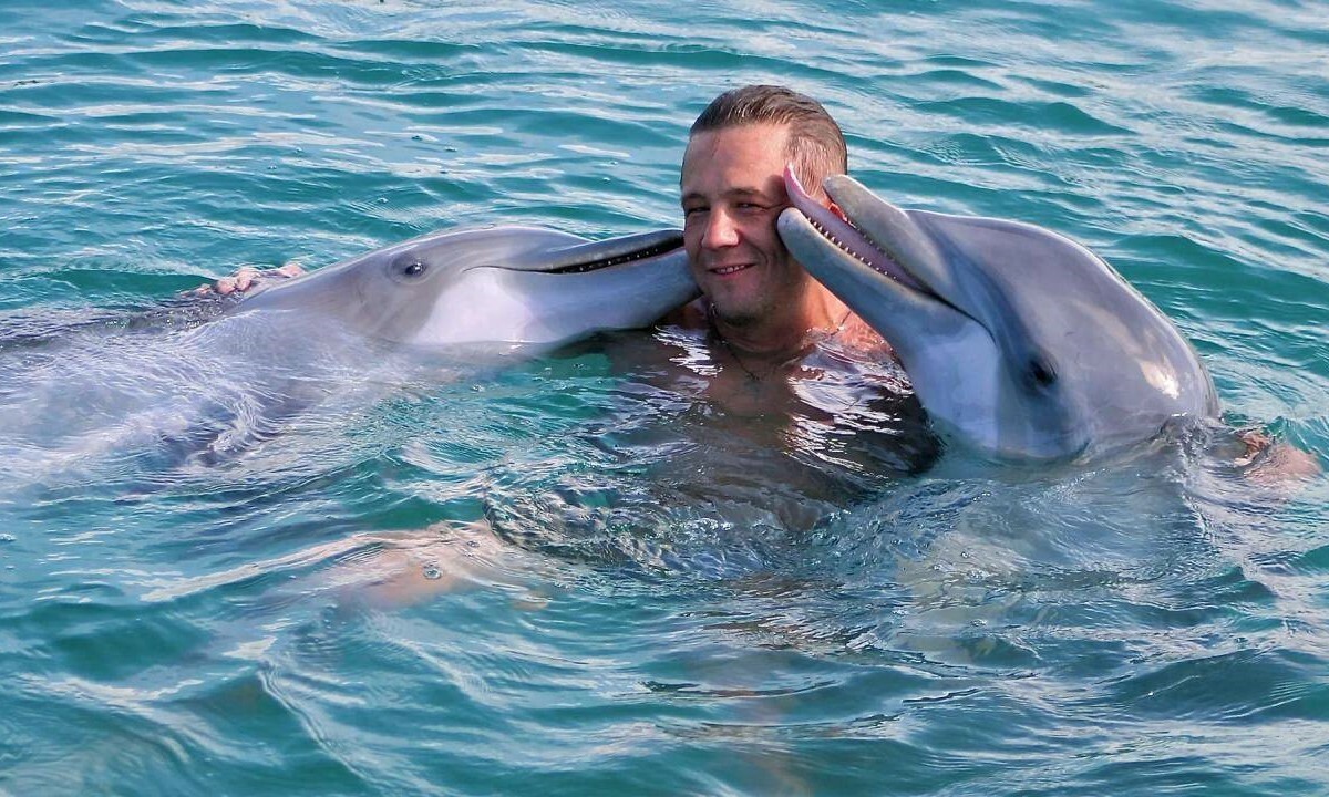 дельфин млекопитающее. дельфин это животное. дельфины. беломордый дельфин стая. морские обитатели дельфин.