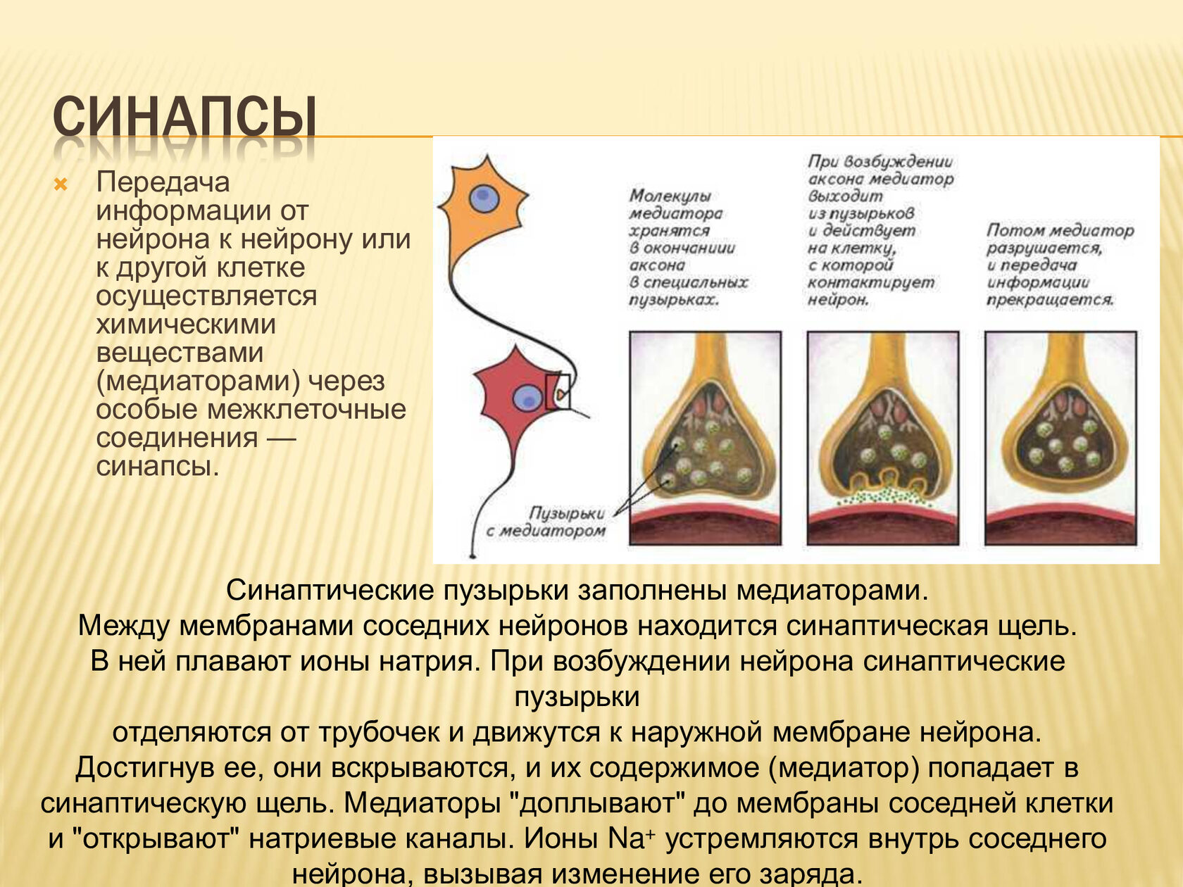 Медиаторы синапсов. Процесс синаптической передачи импульса между нервными клетками. Виды синапсов. Понятие о синапсе.