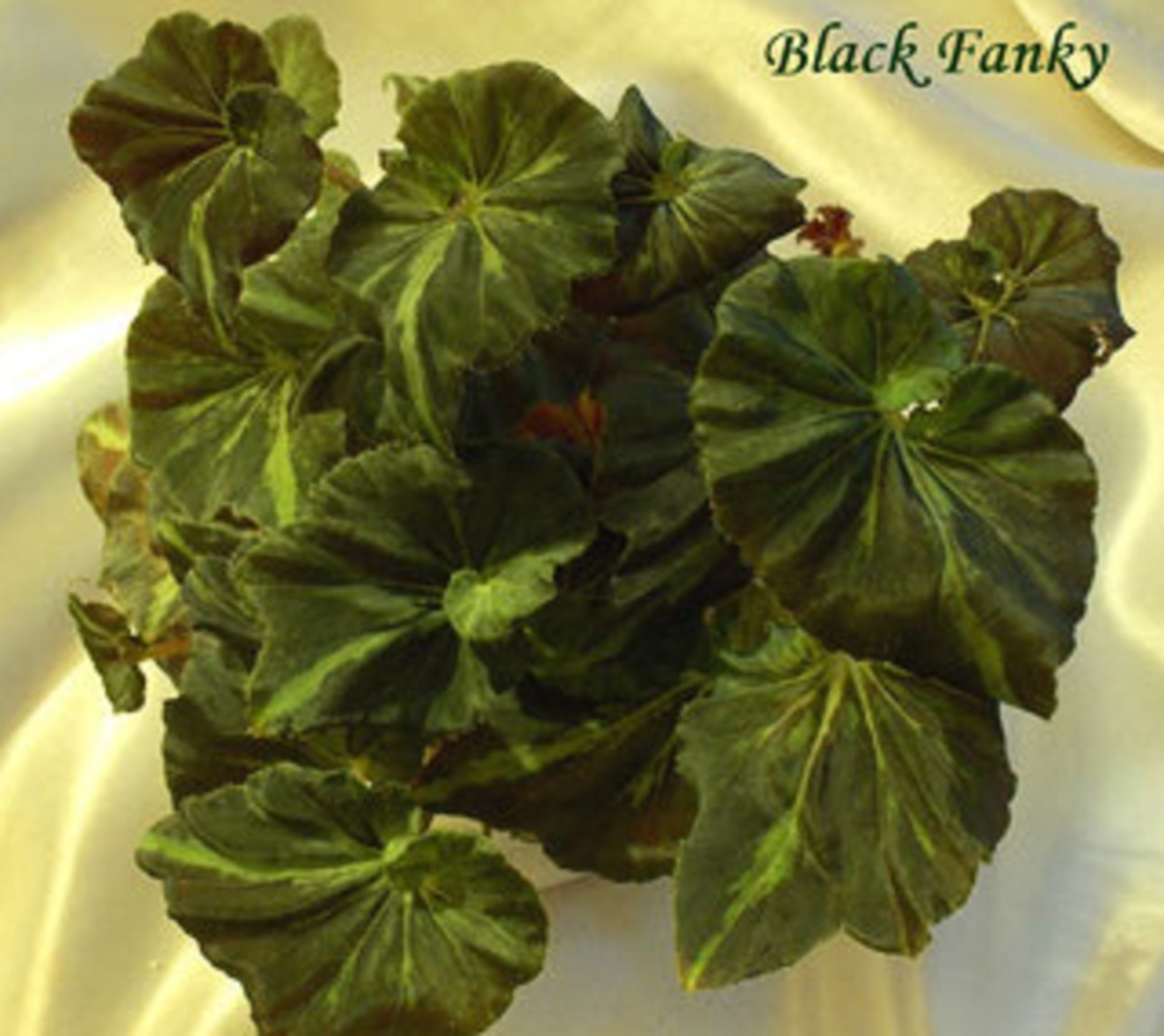 бегония Black Fanky