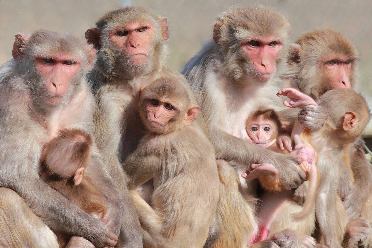 Страна обезьян. Макака резус. Мартышка резус. Macacus Rhesus. Макакус резус