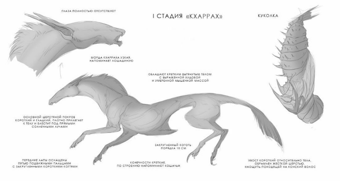 Анатомия крысы мышцы