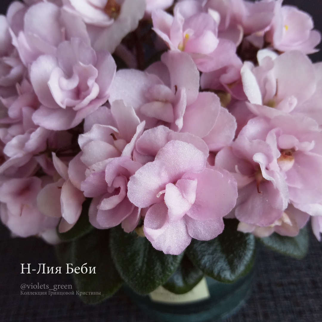 Сортовые фиалки в Челябинске