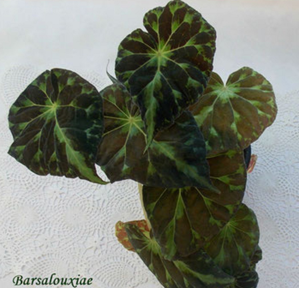 бегония Barsalouxiae rhizo [sp] 