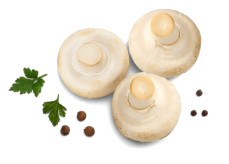 шампиньоны оптом, купить шампиньоны оптом, шампиньоны оптом цена, грибы шампиньоны оптом, шампиньоны купить