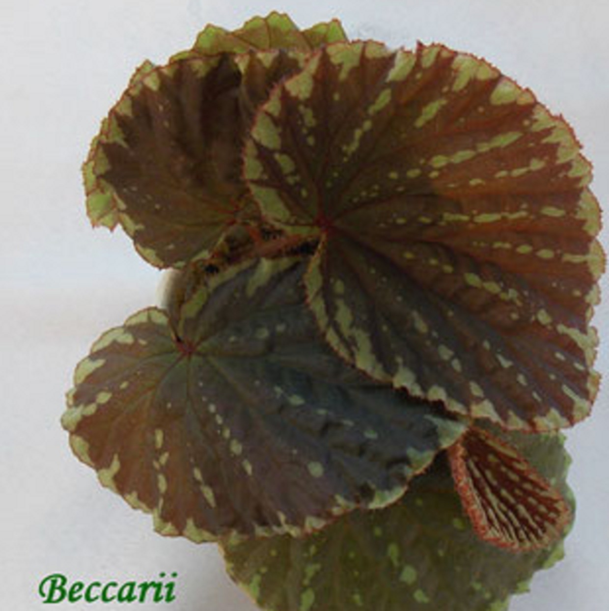 бегония Beccarii rhizo