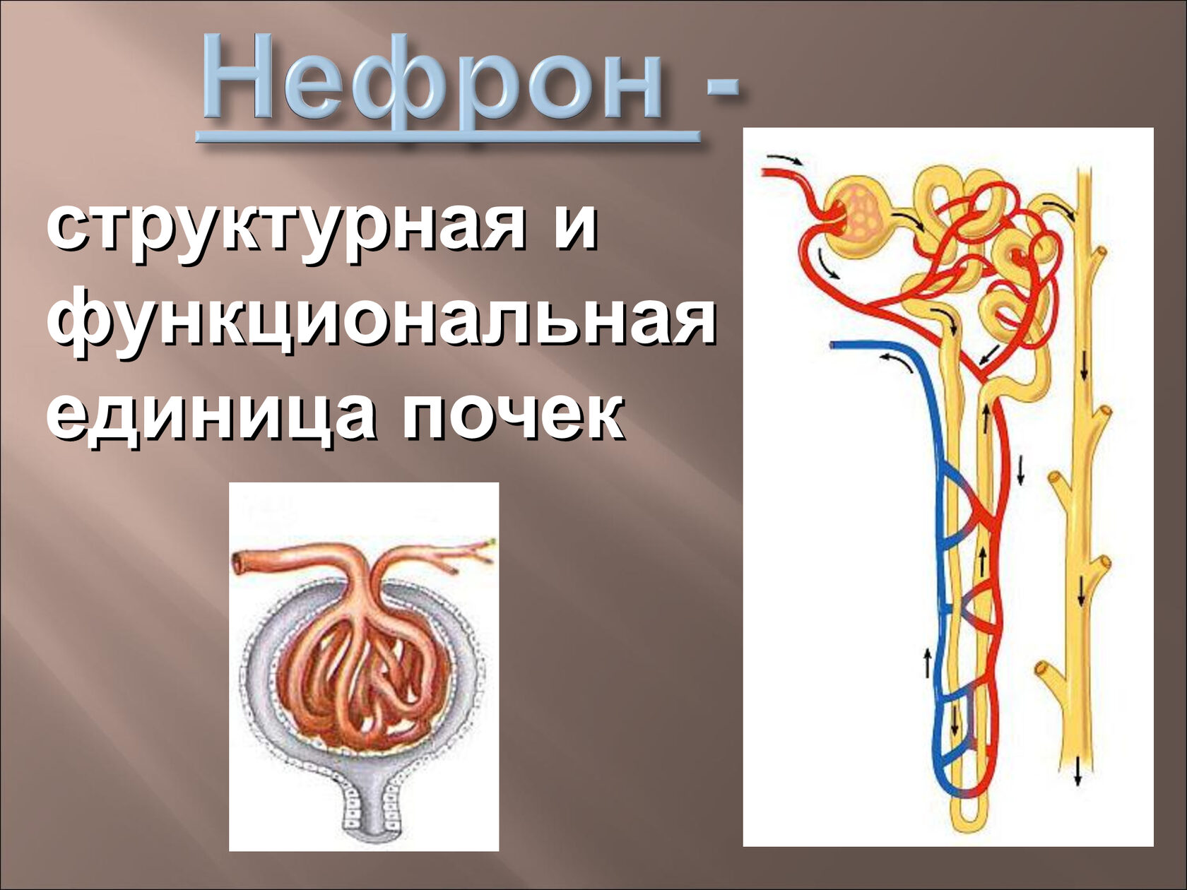 Подписи к рисунку нефрон