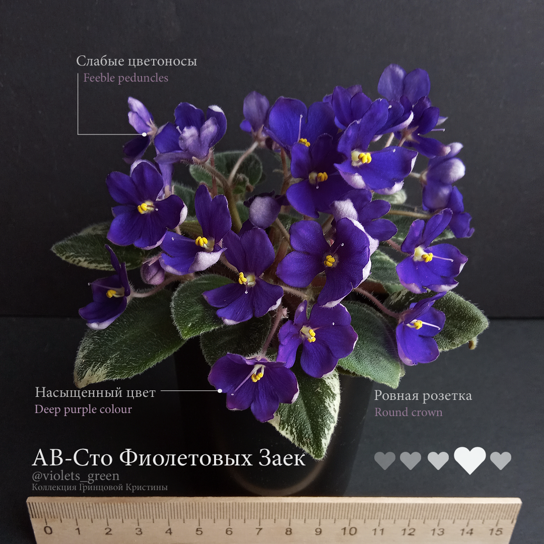 Сортовые фиалки в Челябинске