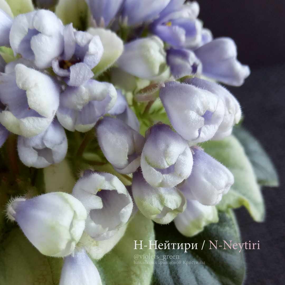 Сортовые фиалки в Челябинске