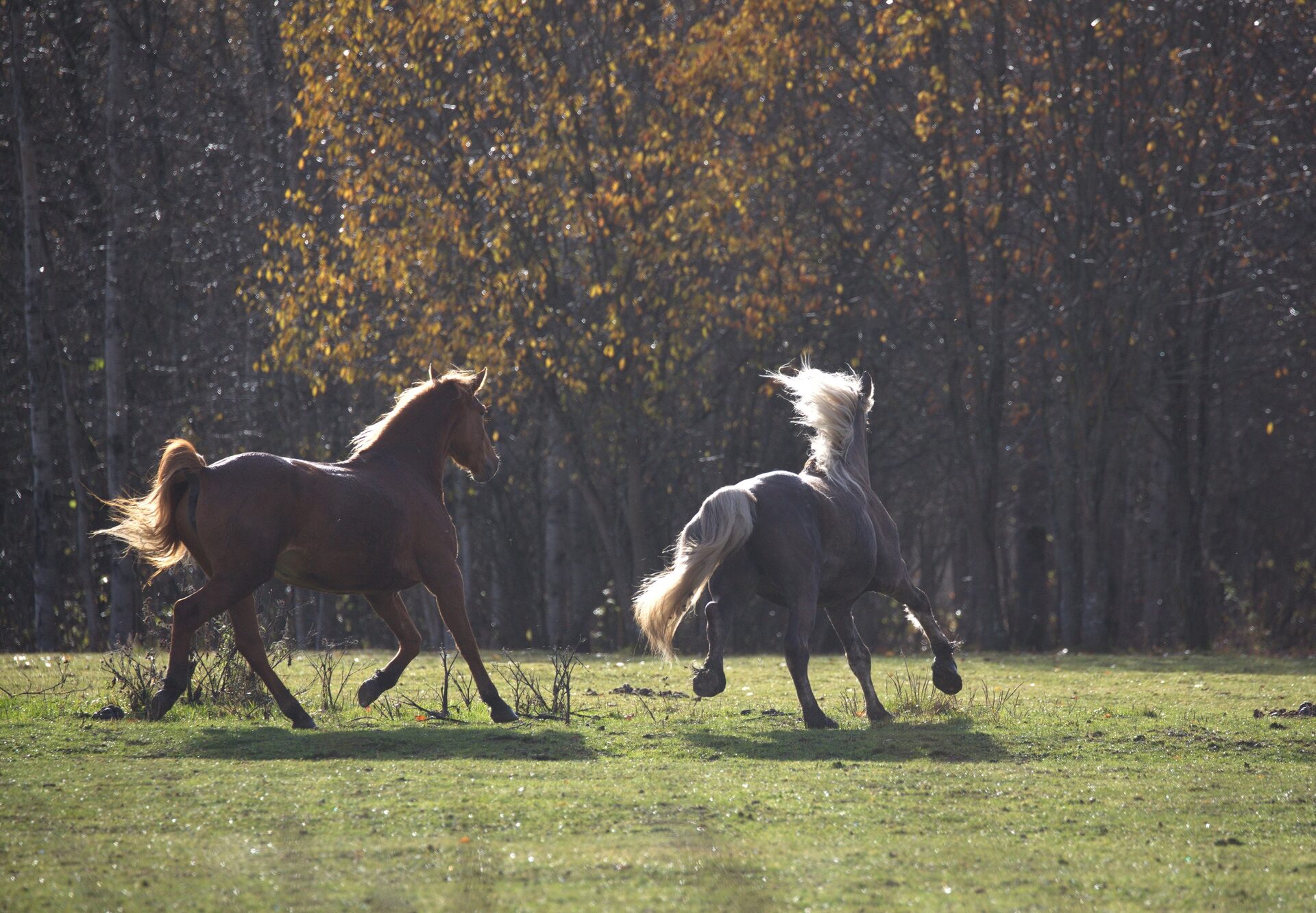 Кобыла серебряной масти. Фото серебряный конь. Едет по стране на серебряном коне