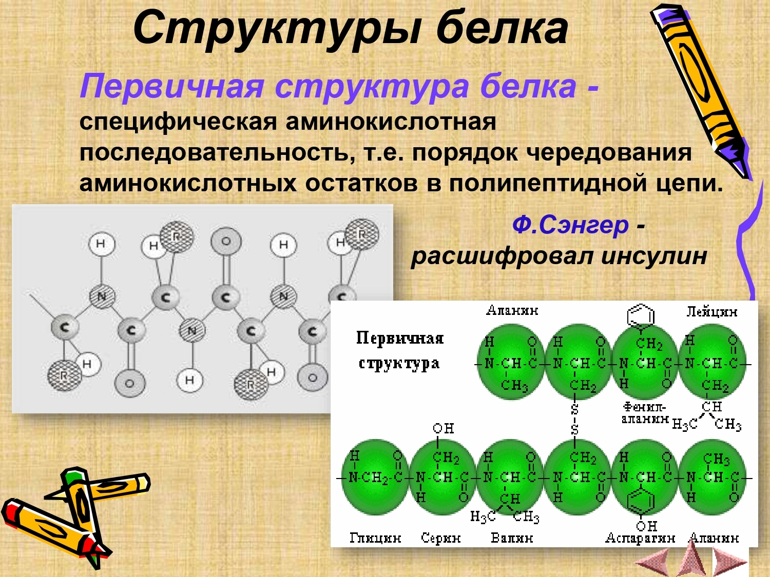 Белки состав и роль. Первичная структура белка химия 10 класс. Что такое первичная структура белка биология 10 класс. 3 Структура белка. Строение белка.