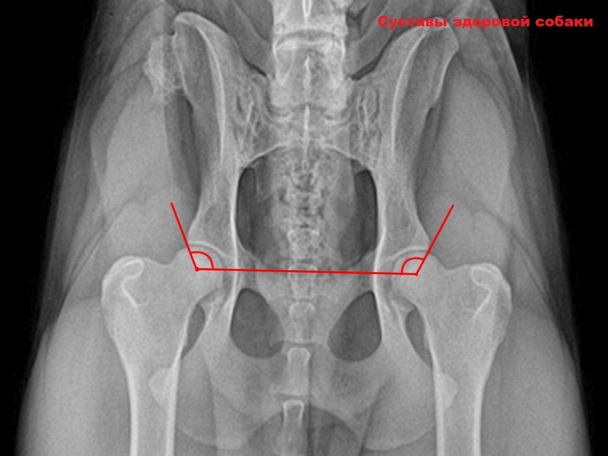 Дисплазия суставов у собак лечение. Дисплазия тазобедренных суставов у собак. Дисплазия ТБС У собак рентген. Снимок на дисплазию ТБС У собак с.
