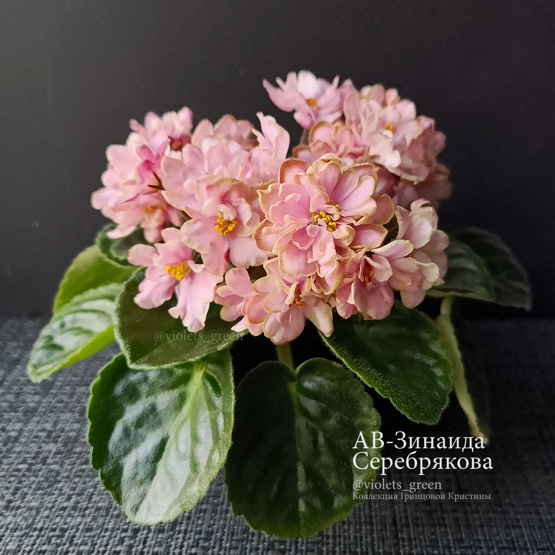 Сортовые фиалки в Челябинске