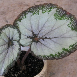 купить Бегония rex Silver Greenheart